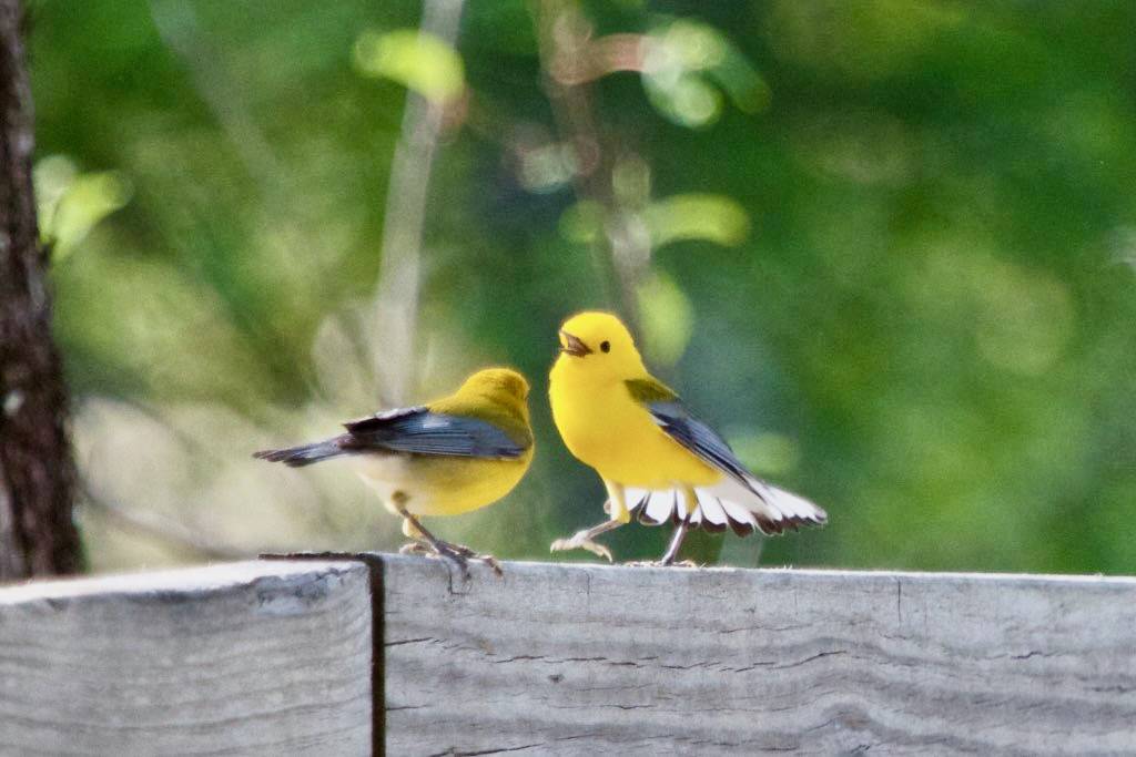 Prothonotary Warbler (male & female)|Lake Martin|LA | 2015-04-21at09-32-592 by Bettina Arrigoni is licensed under CC BY 2.0.